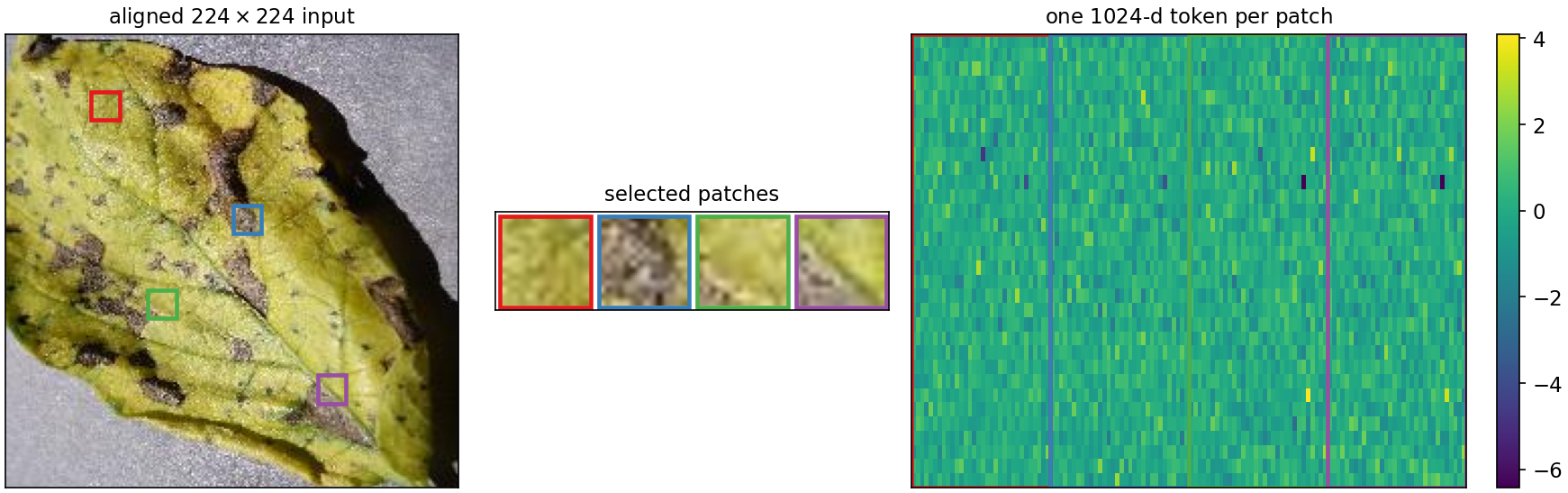 Selected image patches and their 1024-dimensional DINOv2 tokens