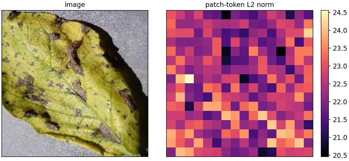 Patch-token L2 norms across the image