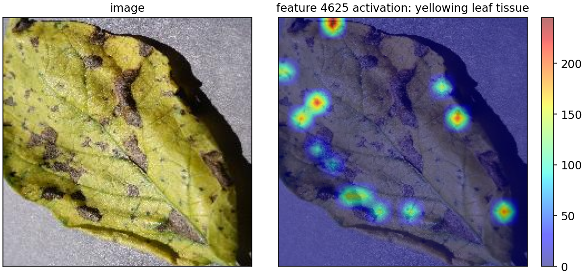 Spatial activation map for feature 4625, yellowing leaf tissue